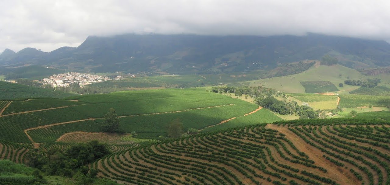 home-james-global-real-estate-ethiopia-coffee-plantation